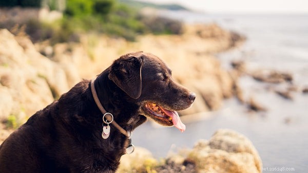 Can Dogs Contract COVID-19? Understanding the Risks & Latest Research