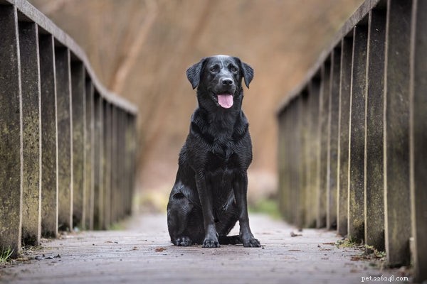 Can Dogs Contract COVID-19? Understanding the Risks & Latest Research
