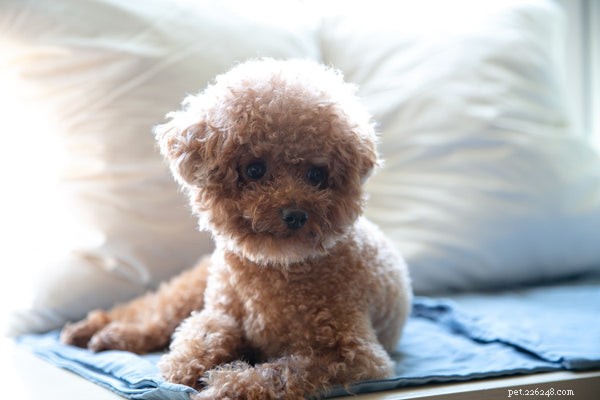 Can Dogs Contract COVID-19? Understanding the Risks & Latest Research