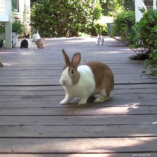 Should You Adopt a Dutch Rabbit? A Complete Guide
