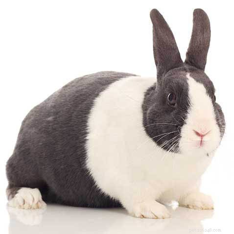 Should You Adopt a Dutch Rabbit? A Complete Guide