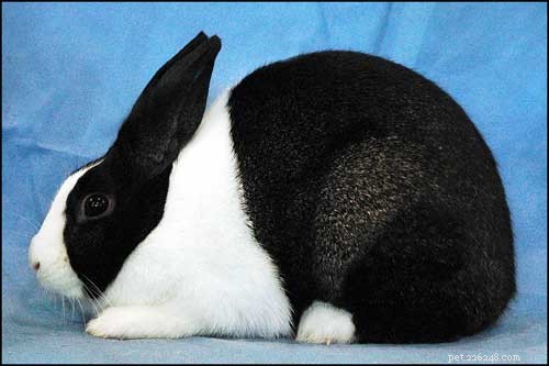 Should You Adopt a Dutch Rabbit? A Complete Guide