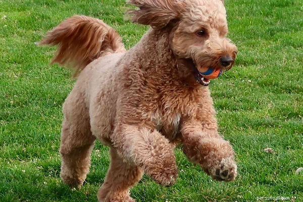 The Science Behind Mini Goldendoodles  Cuteness: What Makes Them Irresistibly Adorable