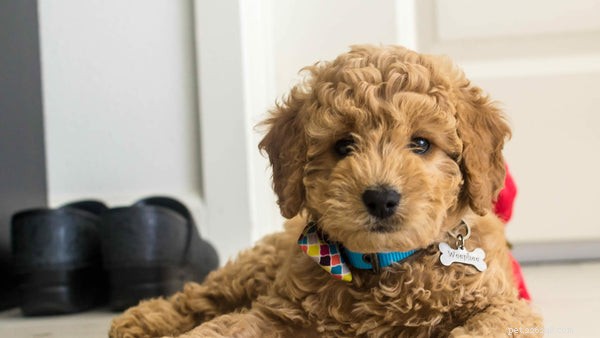 The Science Behind Mini Goldendoodles  Cuteness: What Makes Them Irresistibly Adorable