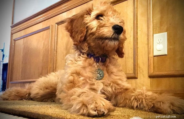 The Science Behind Mini Goldendoodles  Cuteness: What Makes Them Irresistibly Adorable