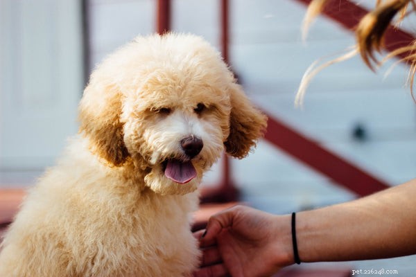 The Science Behind Mini Goldendoodles  Cuteness: What Makes Them Irresistibly Adorable