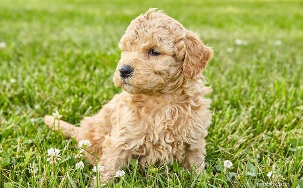 The Science Behind Mini Goldendoodles  Cuteness: What Makes Them Irresistibly Adorable