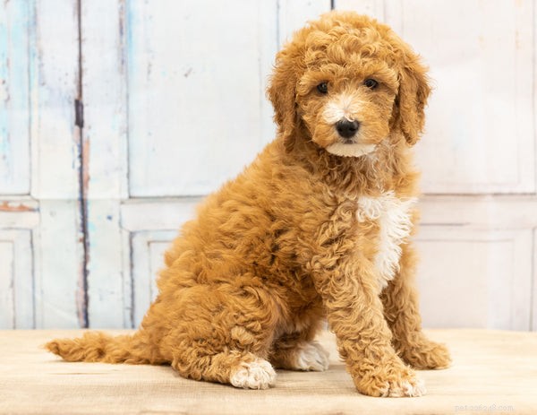 The Science Behind Mini Goldendoodles  Cuteness: What Makes Them Irresistibly Adorable