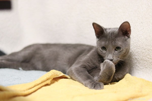 The Ultimate Guide to Russian Blue Kittens: Traits, Care, and Why They’re a Top Choice