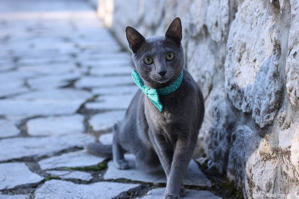 The Ultimate Guide to Russian Blue Kittens: Traits, Care, and Why They’re a Top Choice