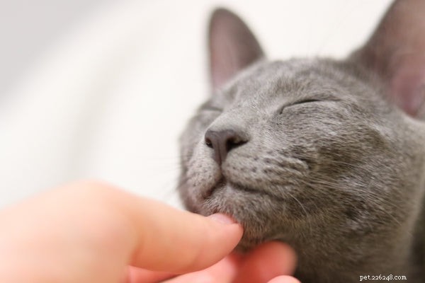 The Ultimate Guide to Russian Blue Kittens: Traits, Care, and Why They’re a Top Choice
