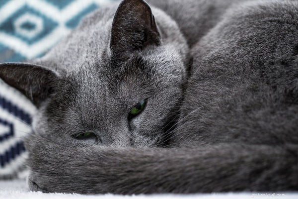 The Ultimate Guide to Russian Blue Kittens: Traits, Care, and Why They’re a Top Choice