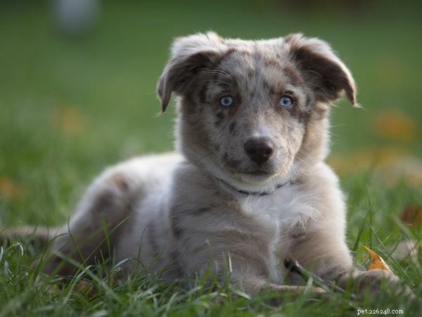 Why Aussiedoodles Are Rising in Popularity: The Facts You Need to Know