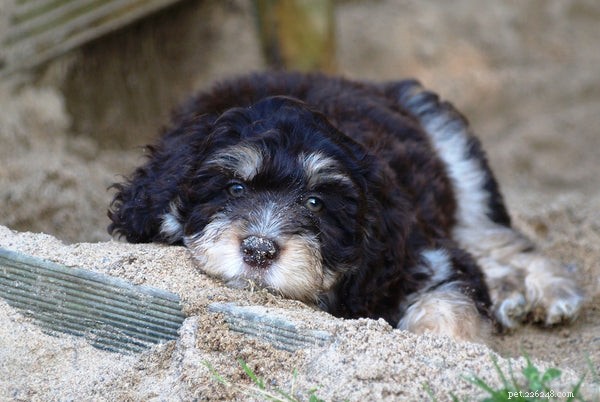 Why Aussiedoodles Are Rising in Popularity: The Facts You Need to Know