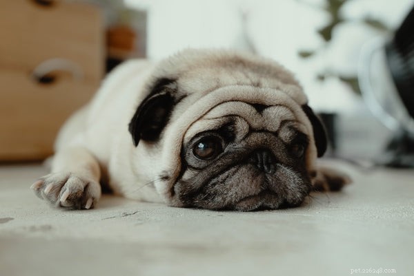 Essential Dog Safety Measures Amid COVID-19