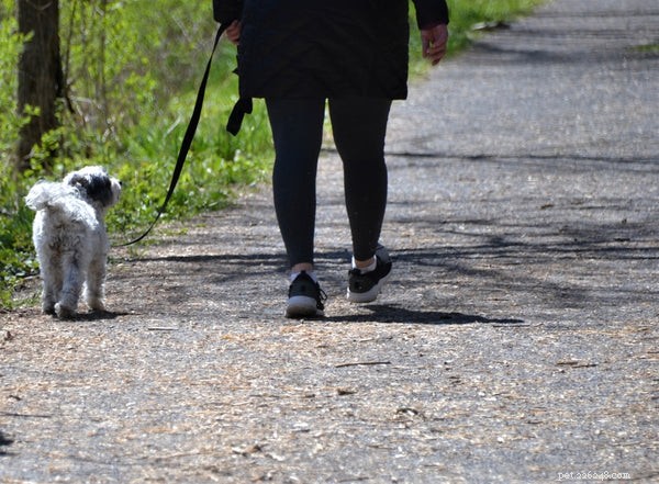 Essential Dog Safety Measures Amid COVID-19