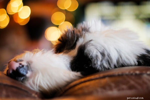 Why Aussiedoodles Are Rising in Popularity: The Facts You Need to Know