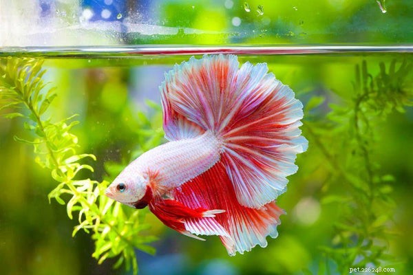 Top 5 Longest‑Lived Pets: Discover Which Species Lives the Longest