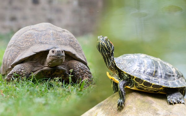 Top 5 Longest‑Lived Pets: Discover Which Species Lives the Longest