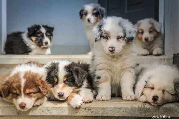 Should You Give Your Dog CBD? Potential Risks and Considerations