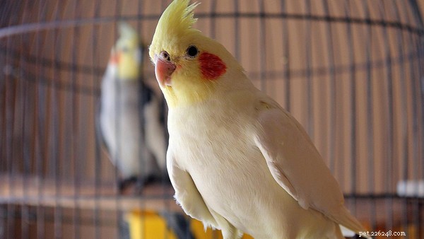 Top 5 Longest‑Lived Pets: Discover Which Species Lives the Longest