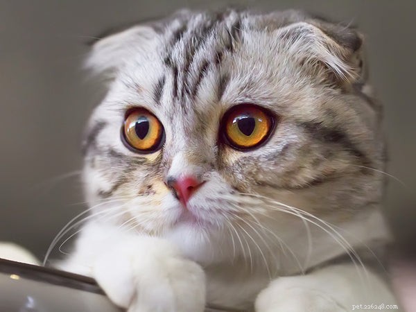 Top 5 Longest‑Lived Pets: Discover Which Species Lives the Longest