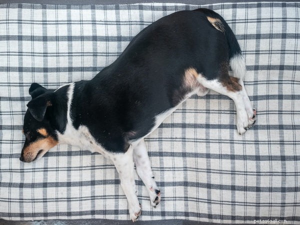 How to Spot When Your Dog Is Sick: 3 Key Warning Signs