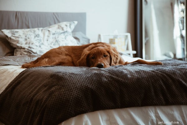 How to Spot When Your Dog Is Sick: 3 Key Warning Signs