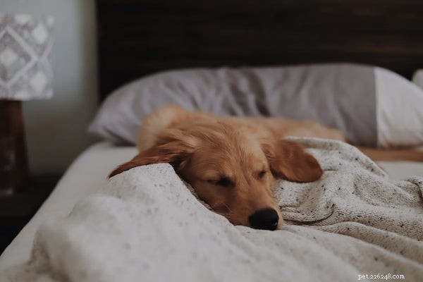 How to Spot When Your Dog Is Sick: 3 Key Warning Signs