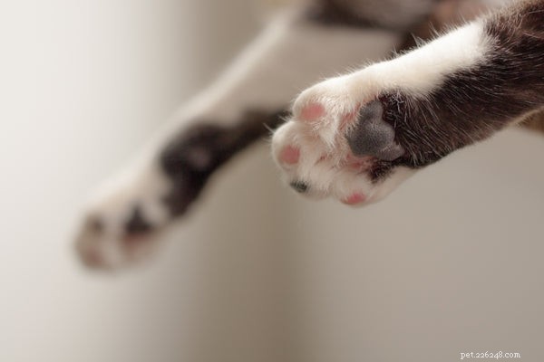 Essential Cat Hygiene Tips for a Healthy, Happy Feline