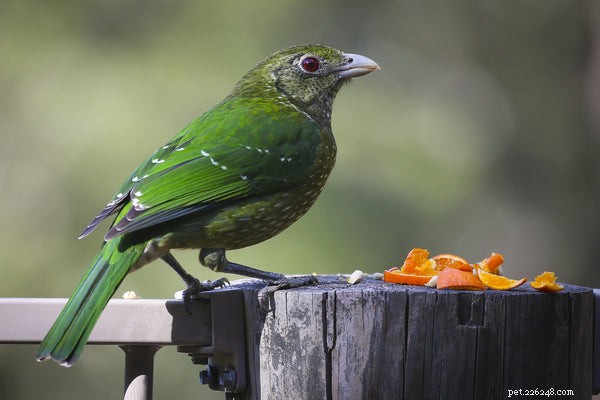 5 Essential Bird Hygiene Tips for Healthy, Happy Pets