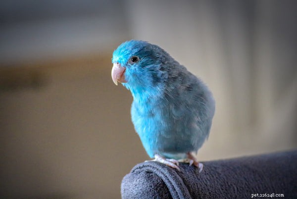 5 Essential Bird Hygiene Tips for Healthy, Happy Pets