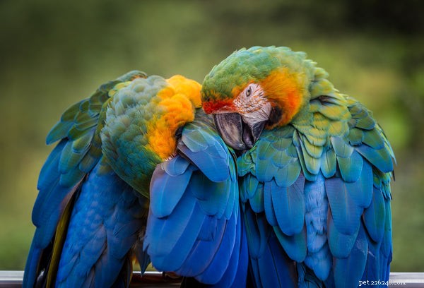 5 Essential Bird Hygiene Tips for Healthy, Happy Pets