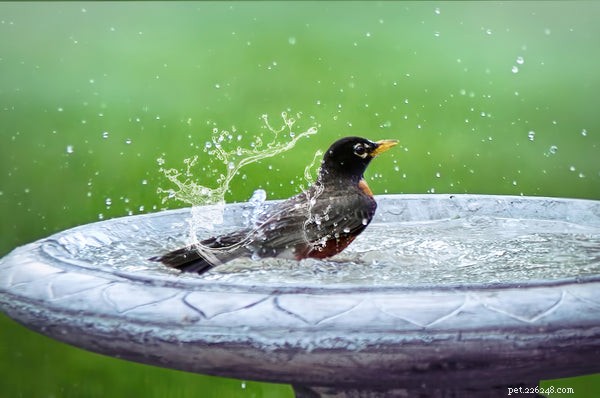 5 Essential Bird Hygiene Tips for Healthy, Happy Pets
