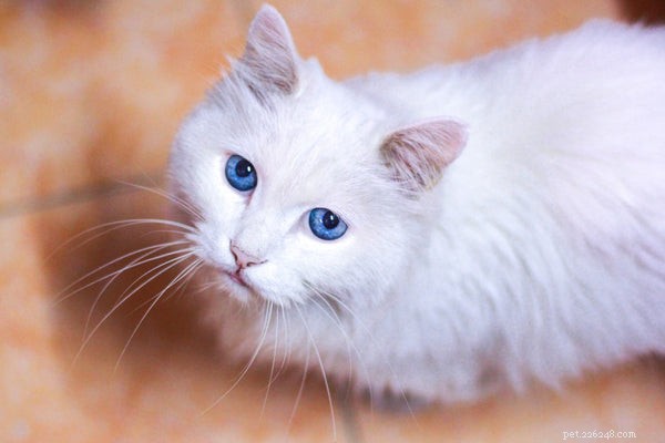 Essential Cat Hygiene Tips for a Healthy, Happy Feline