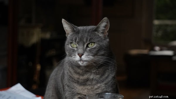 Can Cats Swim? A Scientific Look at Feline Water Behavior
