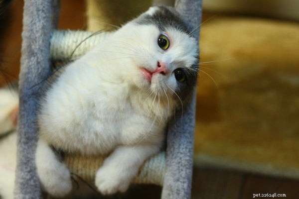 Top 3 Innovative Tech Toys to Keep Your Cat Engaged and Happy