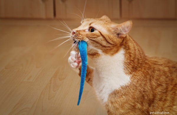 Top 3 Innovative Tech Toys to Keep Your Cat Engaged and Happy