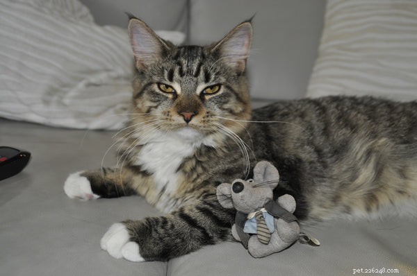 Top 3 Innovative Tech Toys to Keep Your Cat Engaged and Happy