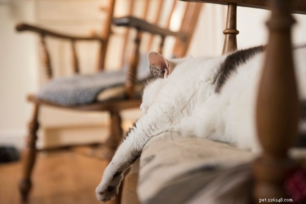 Guide to Safely Helping Your Cat Lose Weight
