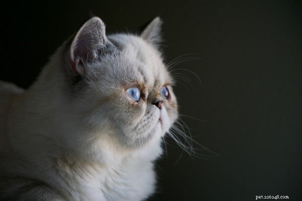 Guide to Safely Helping Your Cat Lose Weight