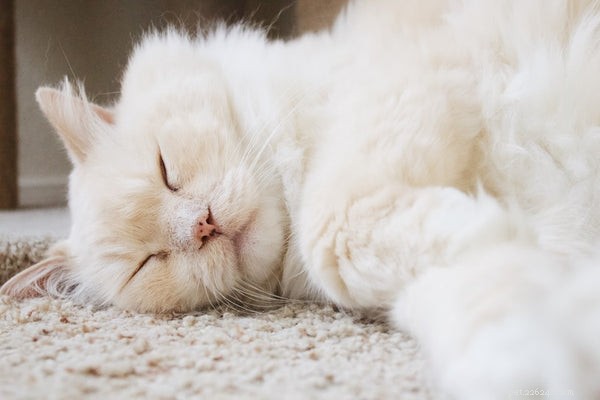 Guide to Safely Helping Your Cat Lose Weight