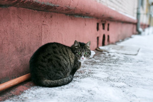 Guide to Safely Helping Your Cat Lose Weight