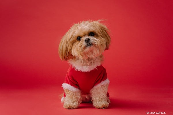 Do Larger or Smaller Dog Breeds Live Longer? Expert Insights on Lifespan Differences
