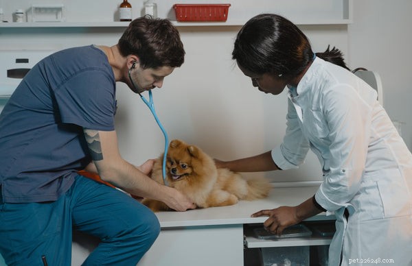 Fresh Dog Food: Unlocking Health Benefits for Your Canine Companion