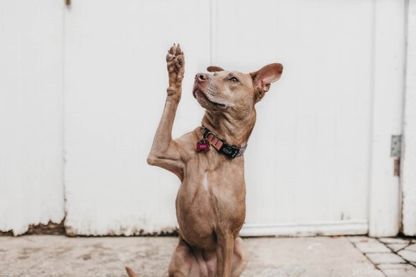 Fresh Dog Food: Unlocking Health Benefits for Your Canine Companion