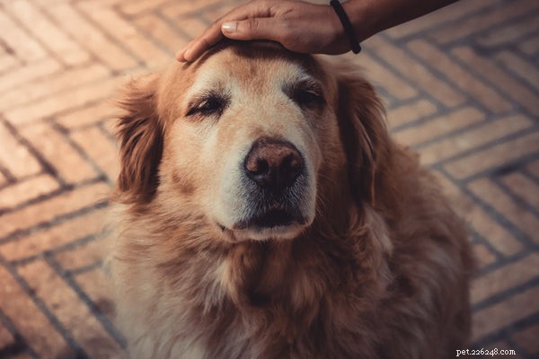 Fresh Dog Food: Unlocking Health Benefits for Your Canine Companion