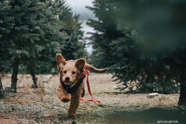 Fresh Dog Food: Unlocking Health Benefits for Your Canine Companion
