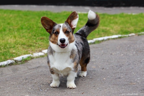 Top Herding Dog Breeds: Intelligence, Energy, and Training for Farm & Family