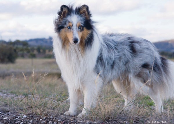 Top Herding Dog Breeds: Intelligence, Energy, and Training for Farm & Family